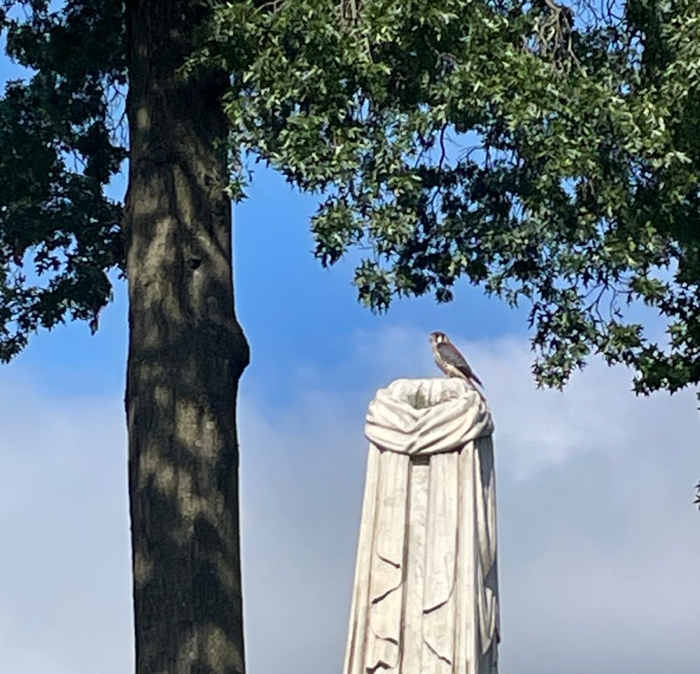 A photo showing a tall tombstone with a kestrel perched on top beneath a tree.
