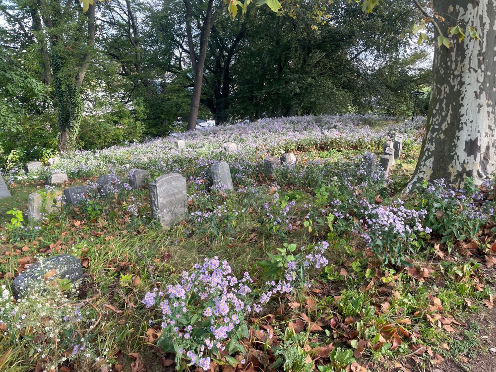A photo of a grassy area dotted with purple flowers and low gravestones.
