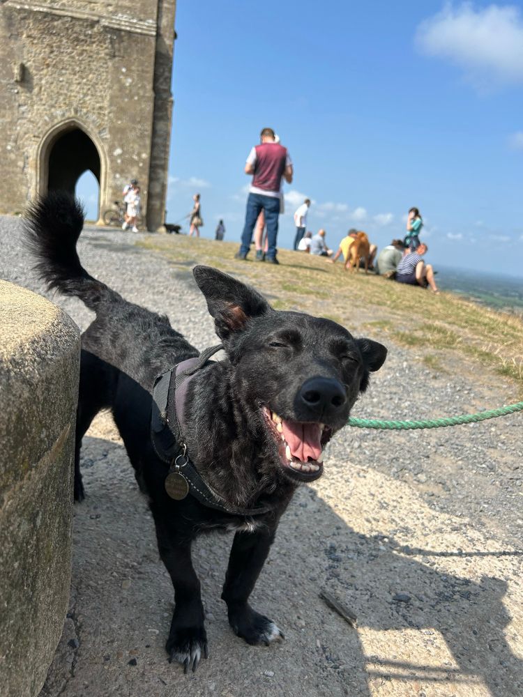 Smiley black bat dog at the top of Glastonbury Tor