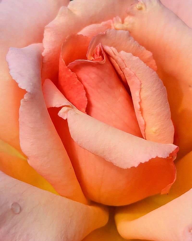 Orange rose, not fully opened yet, with one rain drop at the bottom left.