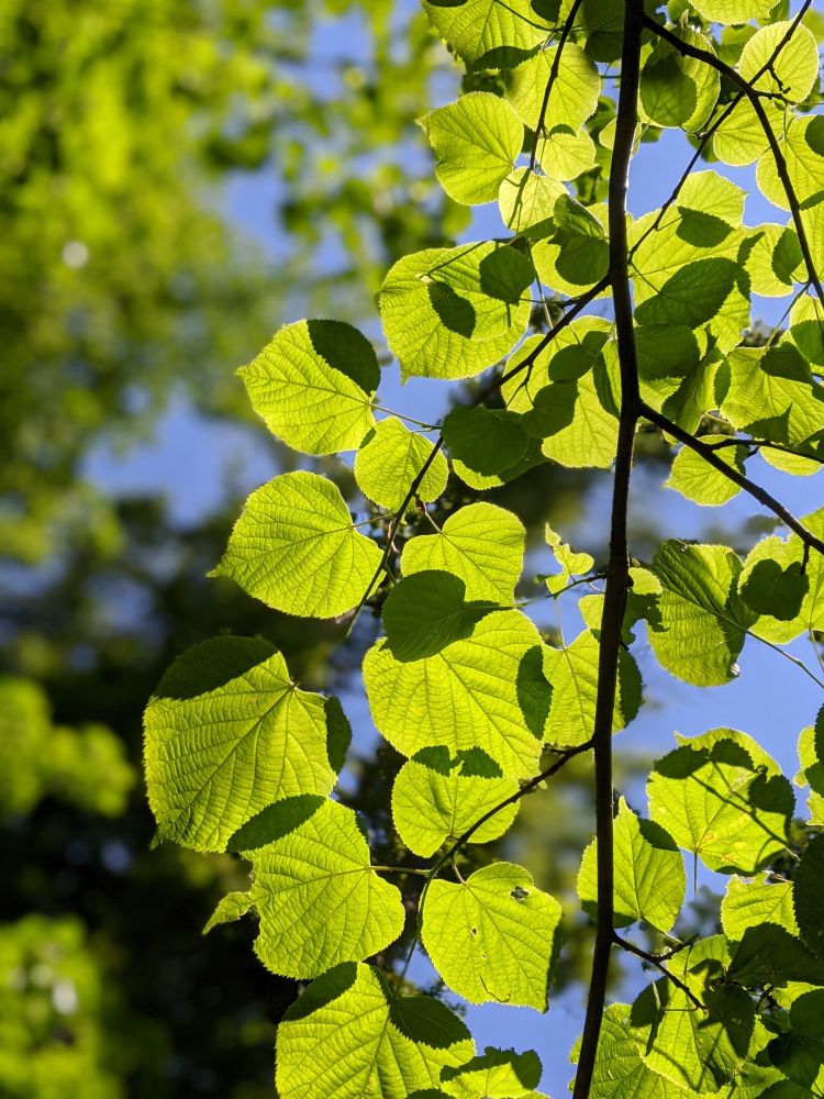 Sunlit leaves in front of blue sky with some strong light and shadow contrasting outlines of leaves showing. A vertical thin branch on the right side carries these leaves.