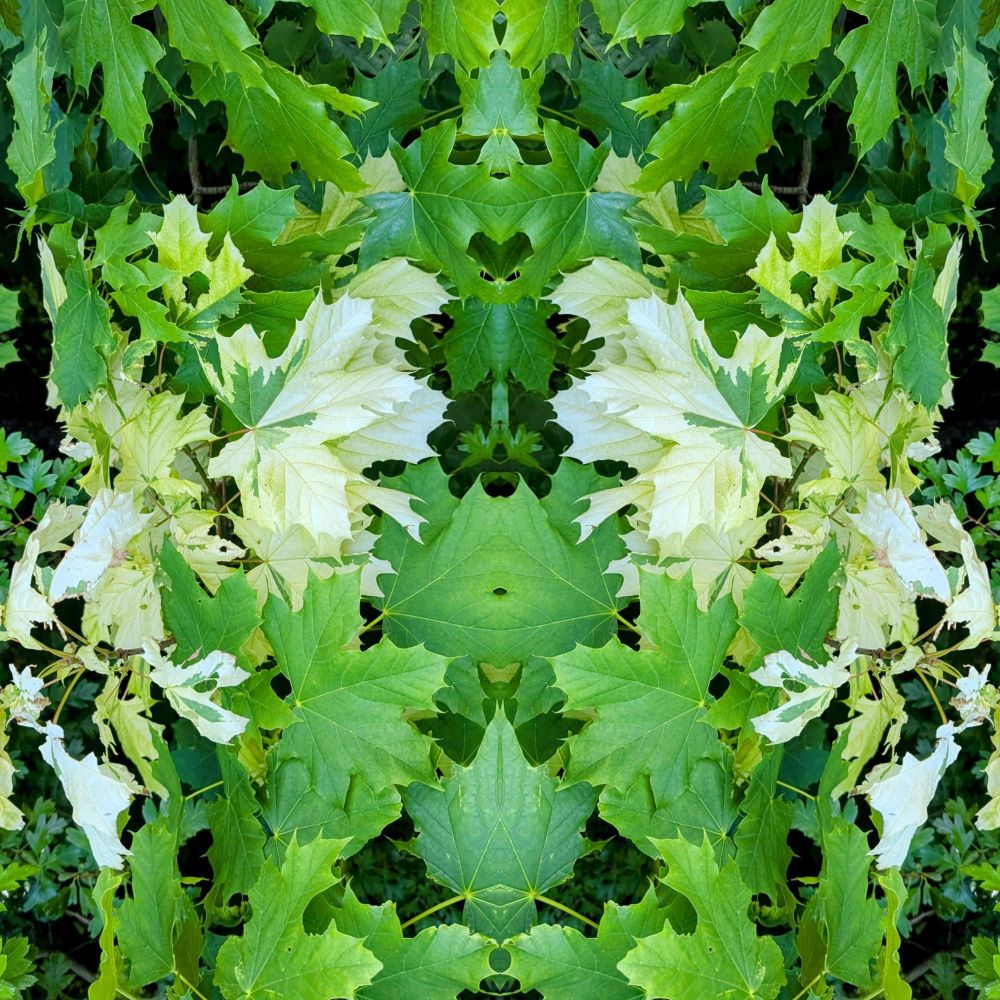 Green and some white leaves in a symmetrical constellation through mirroring the original photo.