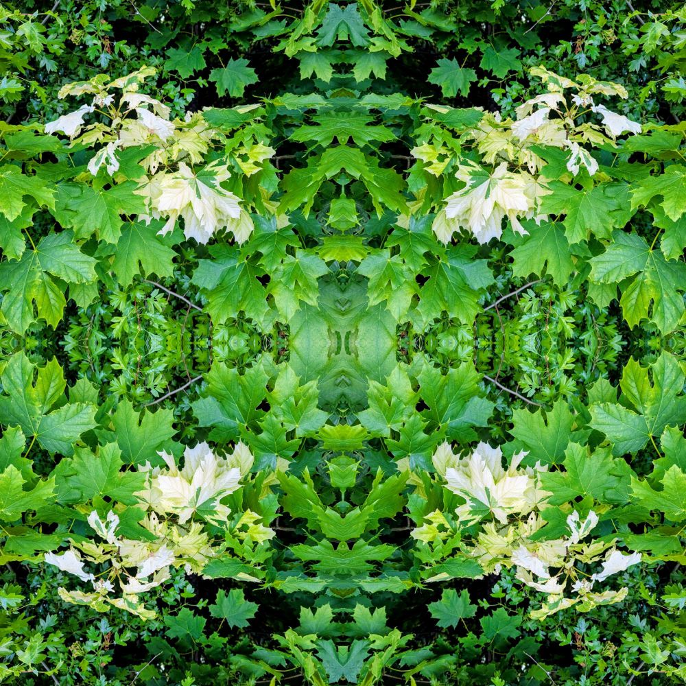 Green and some white leaves in a symmetrical constellation through mirroring the original photo.
