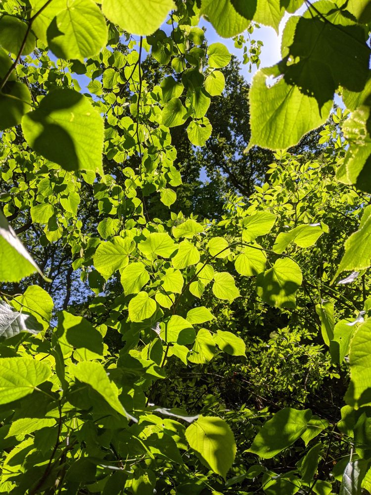 Differently sized sunlit leaves in front of blue sky with some strong light and shadow contrasting outlines of leaves showing. A vertical thin branch on the right side carries these leaves.