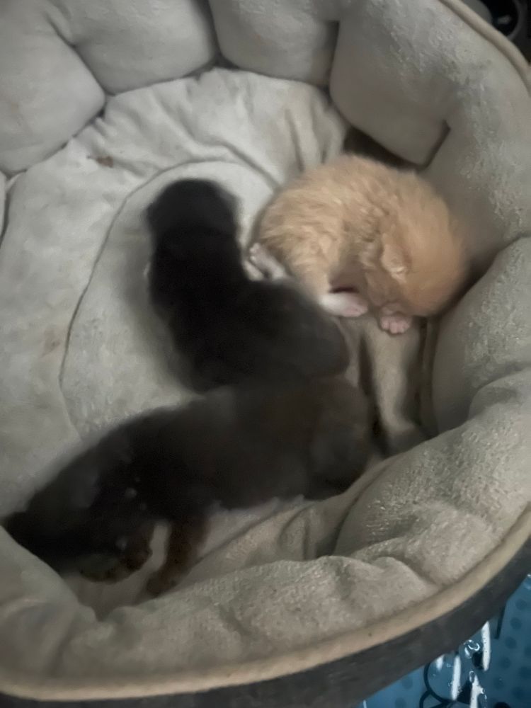 Kitty