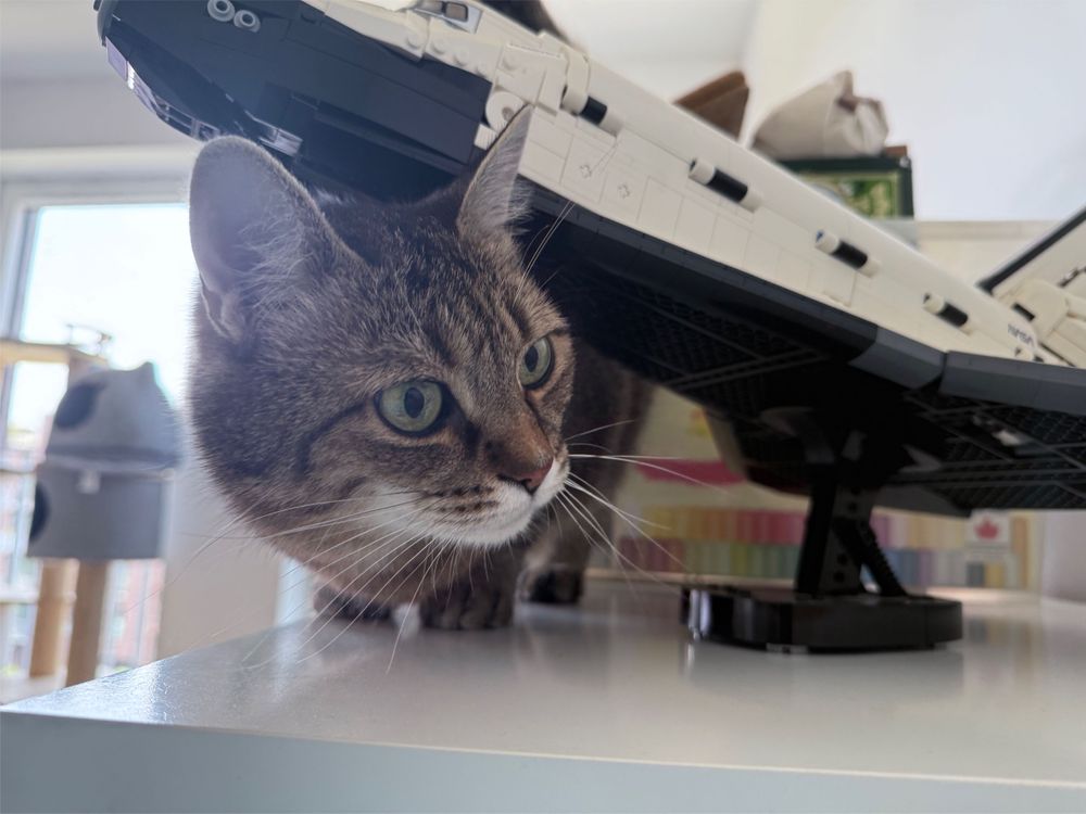 My very cute cat Momo underneath a Lego space shuttle 