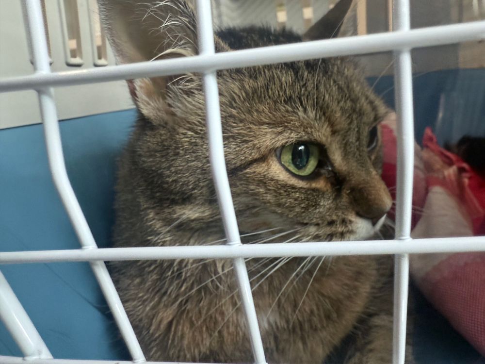 A very poor cat 