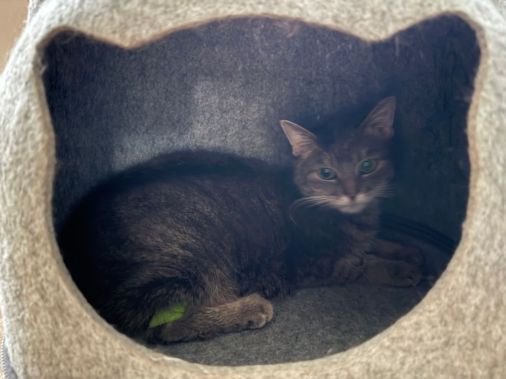 A very cute very poor cat 