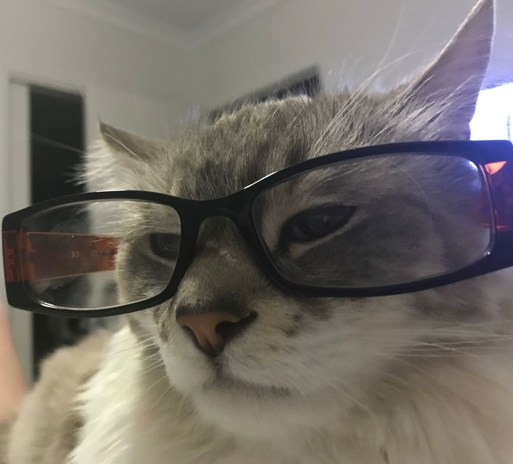 cat wearing glasses