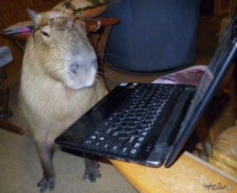 A capybara looking at an open laptop