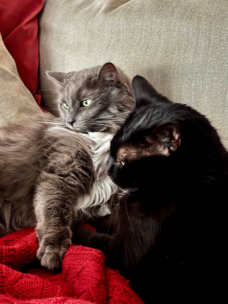 A photo of two cats snuggled on a couch. One is black and the other is fluffy and grey with a white patch on her chest. 