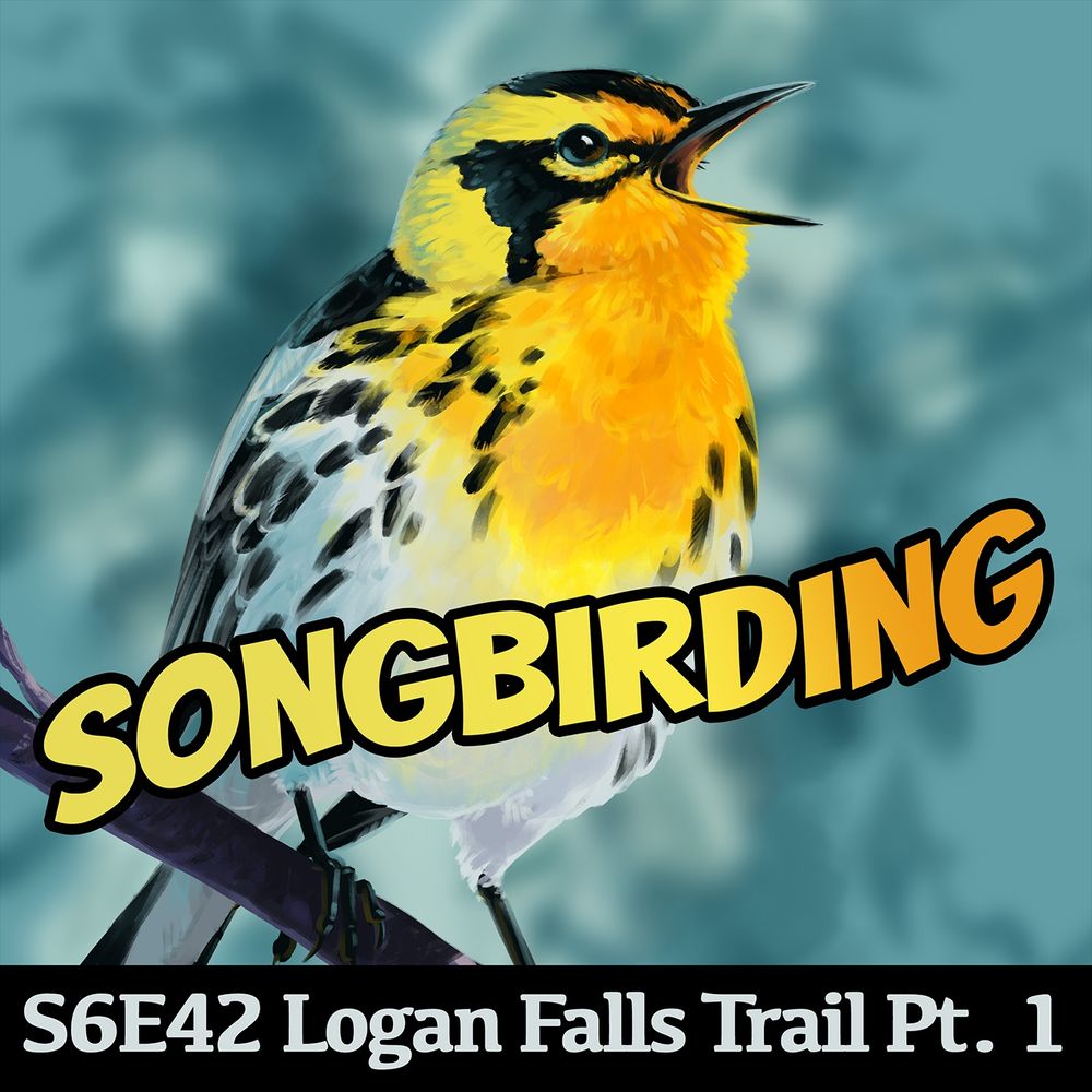 The podcast art for Songbirding, a Blackburnian Warbler. Art by @tinylongwing.bsky.social 