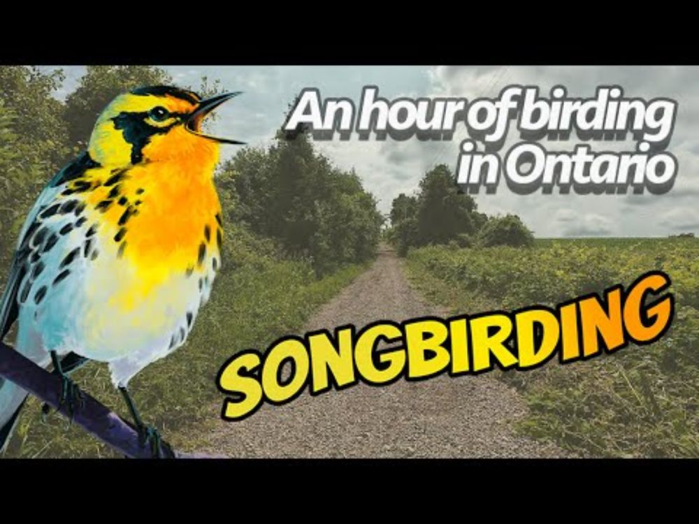 Birding-by-ear in Southern Ontario Canada | Songbirding: Summer Solstice 2024 Birding Hike [4K60]