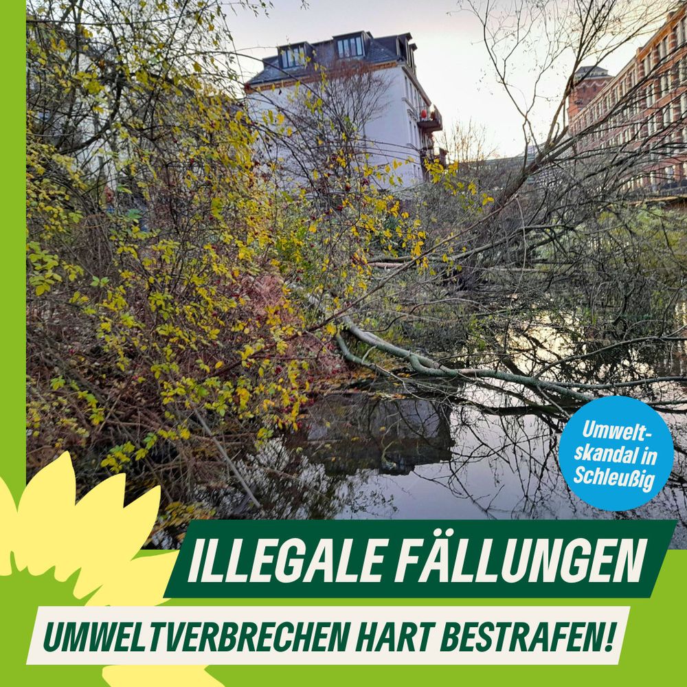 Ein Bild eines gefällten Baumes in der Weißen Elster an der Holbeinstraße.
Darauf der Text: Illegale Fällungen - Umweltverbrechen hart bestrafen!
Umweltskandal in Schleußig.