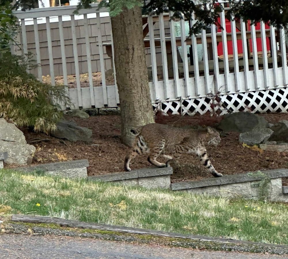 Picture or a bobcat in Sophie & Sammy’s neighborhood.