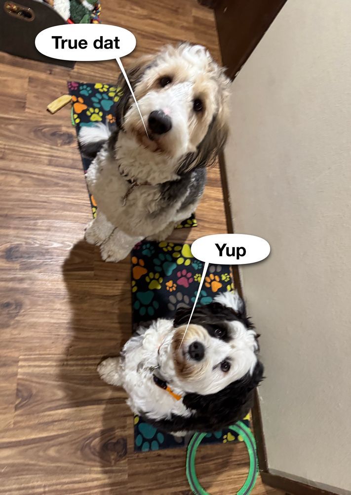 Sammy dog & Sophie dog agree