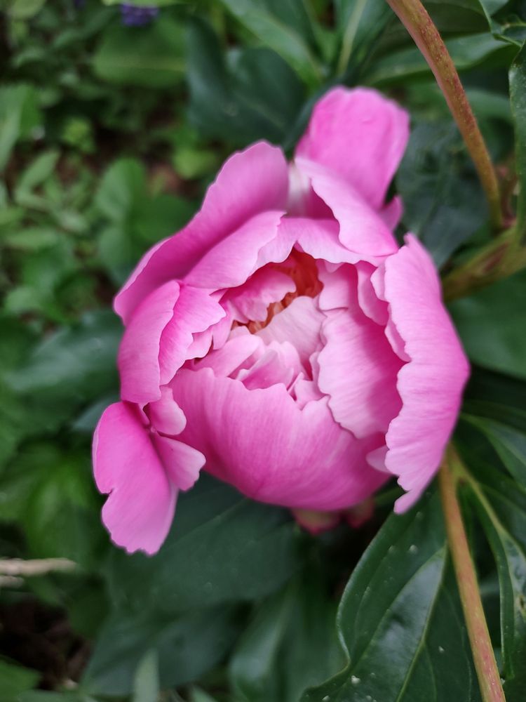 A pink Peony flower about to bloom