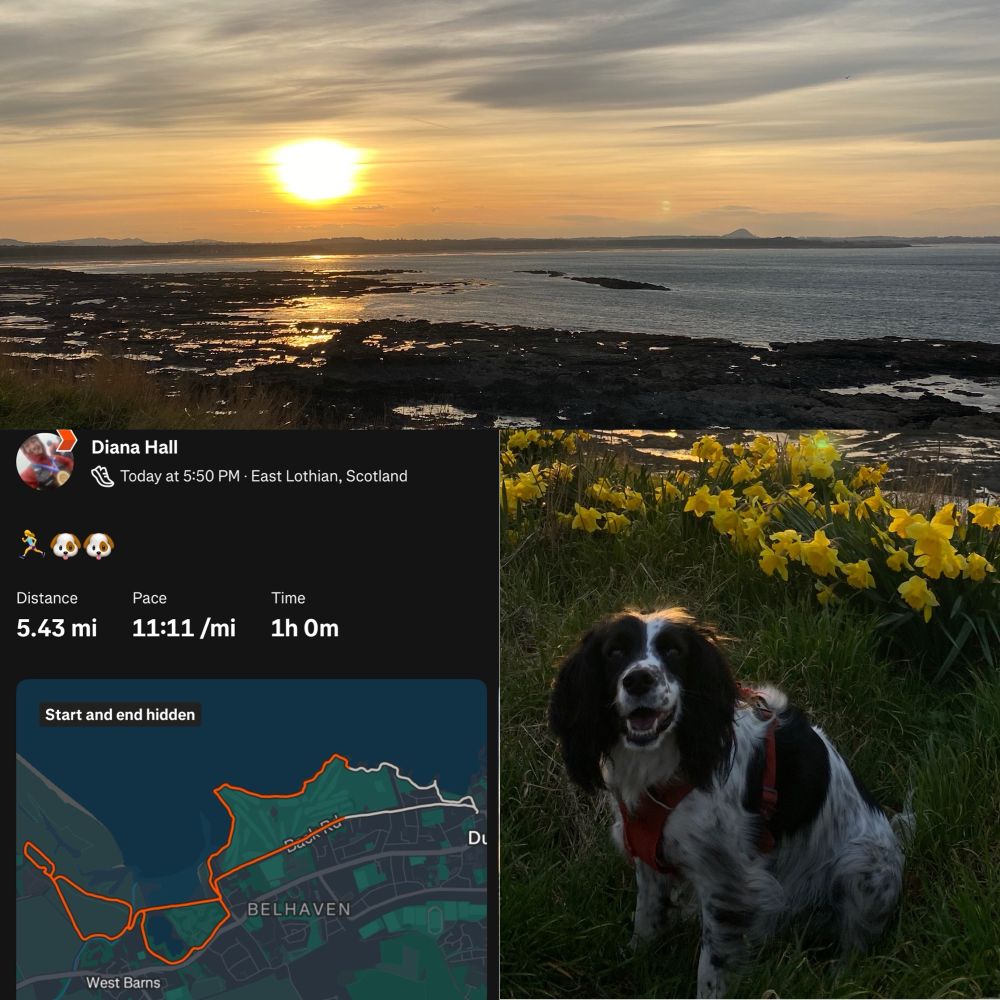 3 photos in a collage: a sunset over the sea, a spaniel with sea and daffodils behind, and a 5 mile Strava run map. 