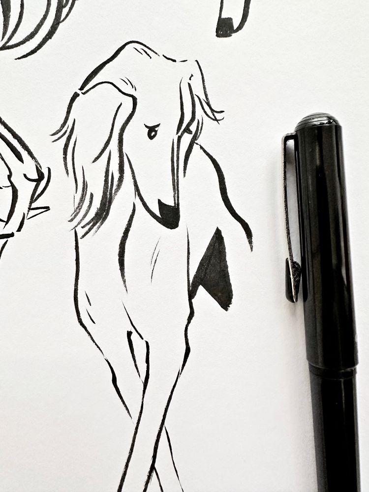 Sketch of a saluki. Ink and brush pen
