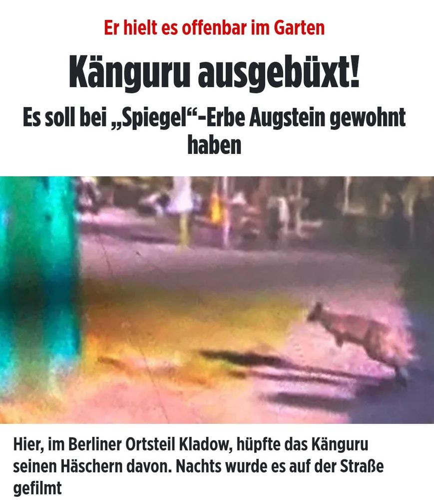 Er hielt es offenbar im Garten

Känguru ausgebüxt!

Es soll bei „Spiegel-Erbe Augstein gewohnt haben

Hier, im Berliner Ortsteil Kladow, hüpfte das Känguru seinen Häschern davon. Nachts wurde es auf der Straße gefilmt

Bildzeitungsschlahzeile mit verschwommen bild von känguru das weghopst