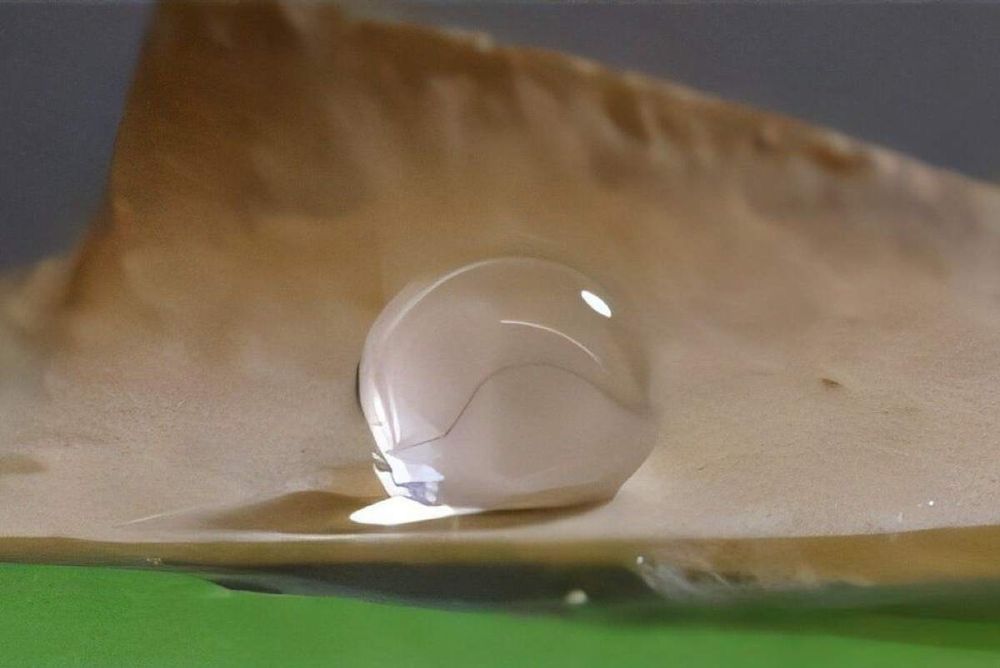 Científicos combinan micelio de hongo comestible y nanofibras de celulosa para crear sustituto sostenible al envoltorio plástico.