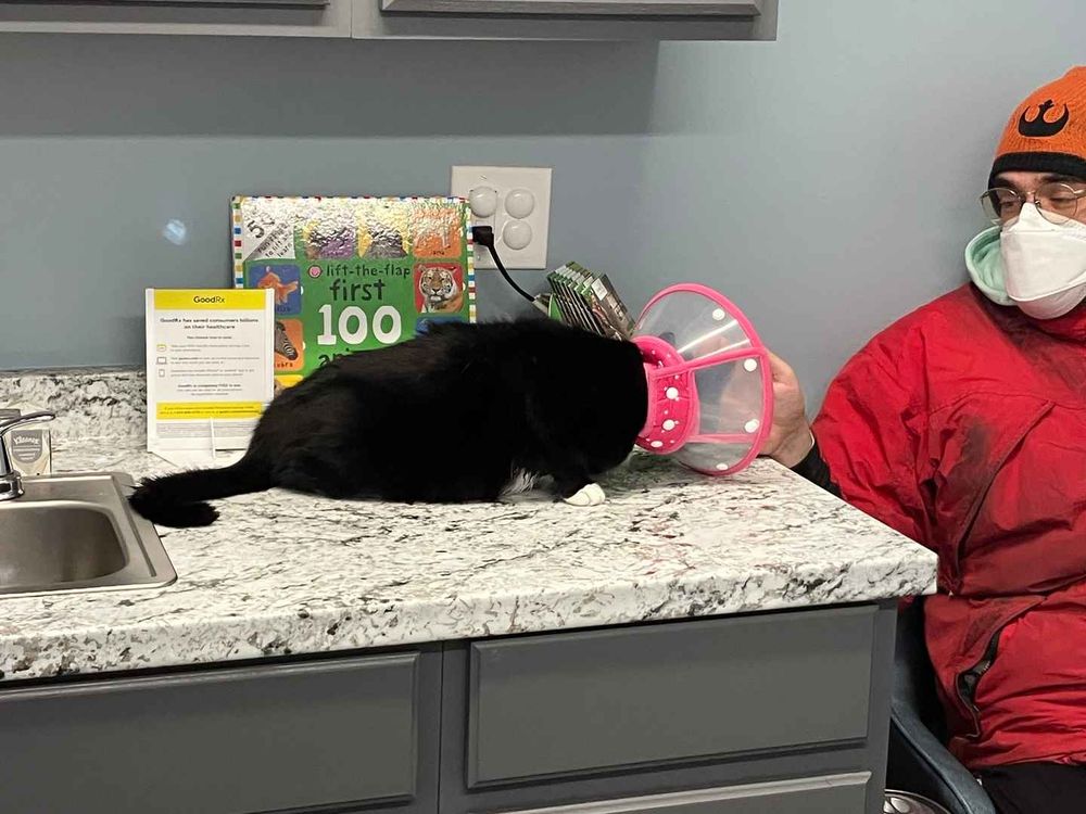 luna the tuxedo cat is on the counter at the vets office wearing a neon pink & clear elizabethan collar to keep her from licking a wound on her leg. shes getting petted by her human.