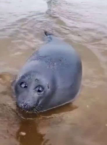 Seal.