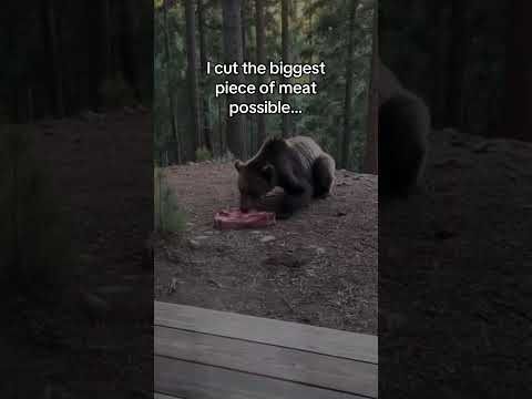 Saving a bear #wholesome #animals