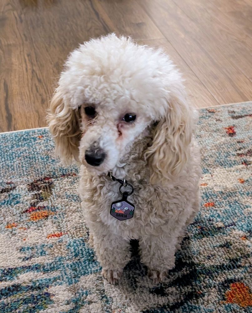 Dahlia, the Doodle, looking like a poodle with her freshly trimmed face and paws. 