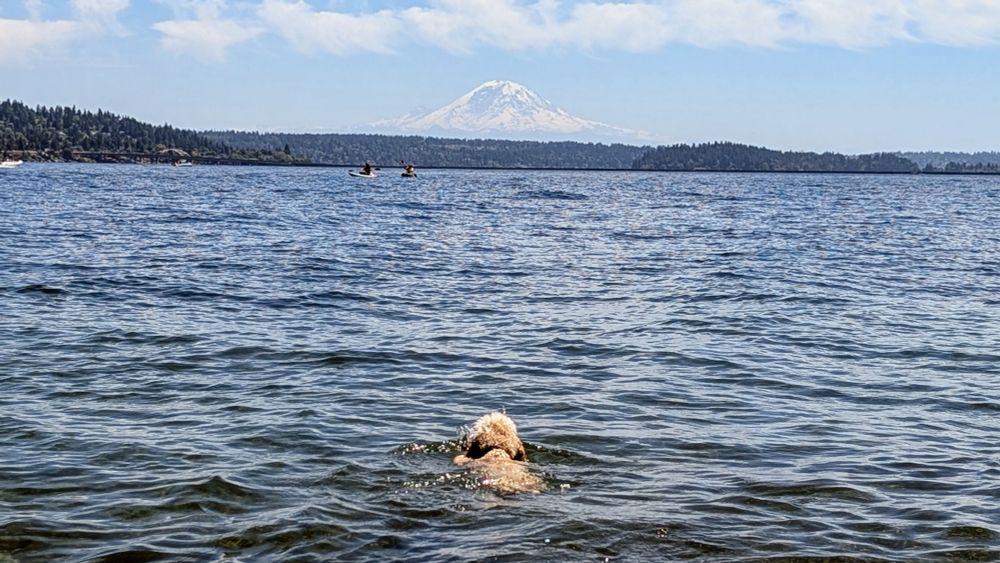 Dahlia swimming toward Mt Rainier 