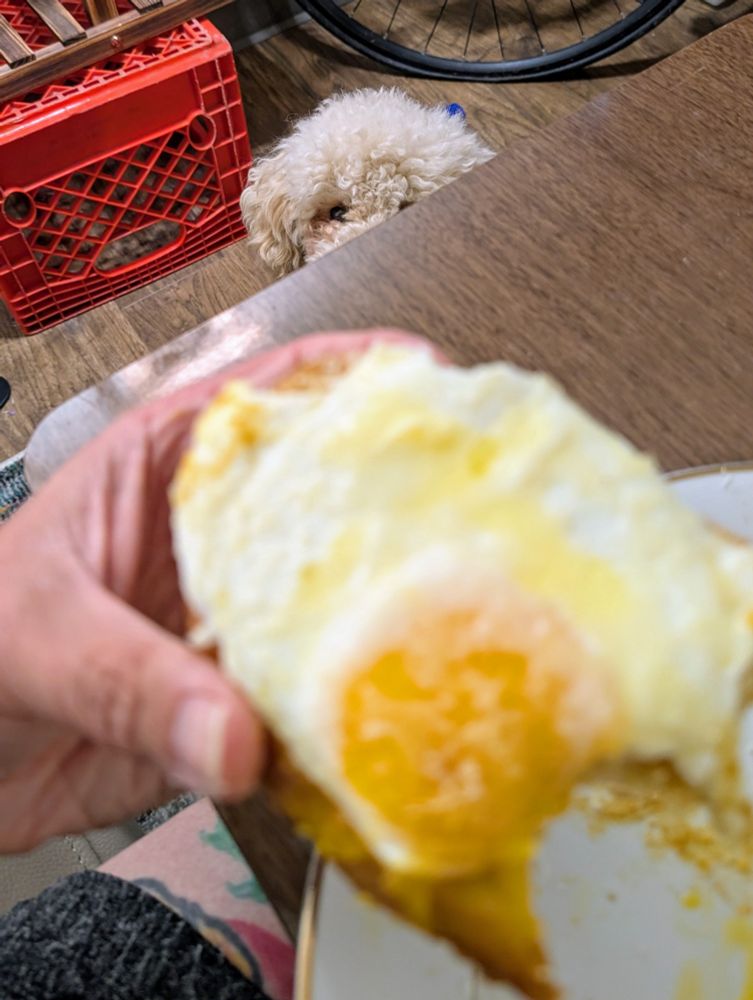 Toast and egg, a dinner tray, and Dahlia's face poking out from under the tray as she stares my breakfast