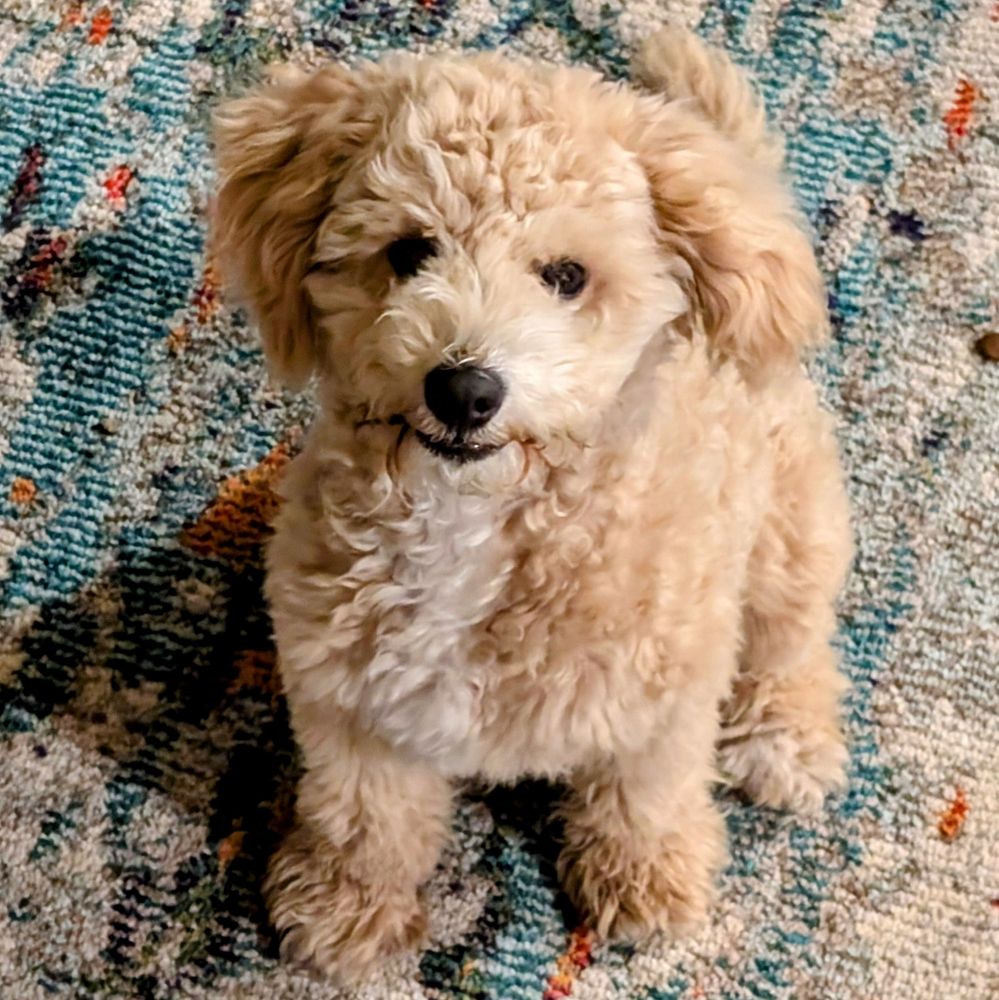 Tiny goldendoodle sitting on the carpet looking up at the camera with the most precious little smile you've ever seen. 