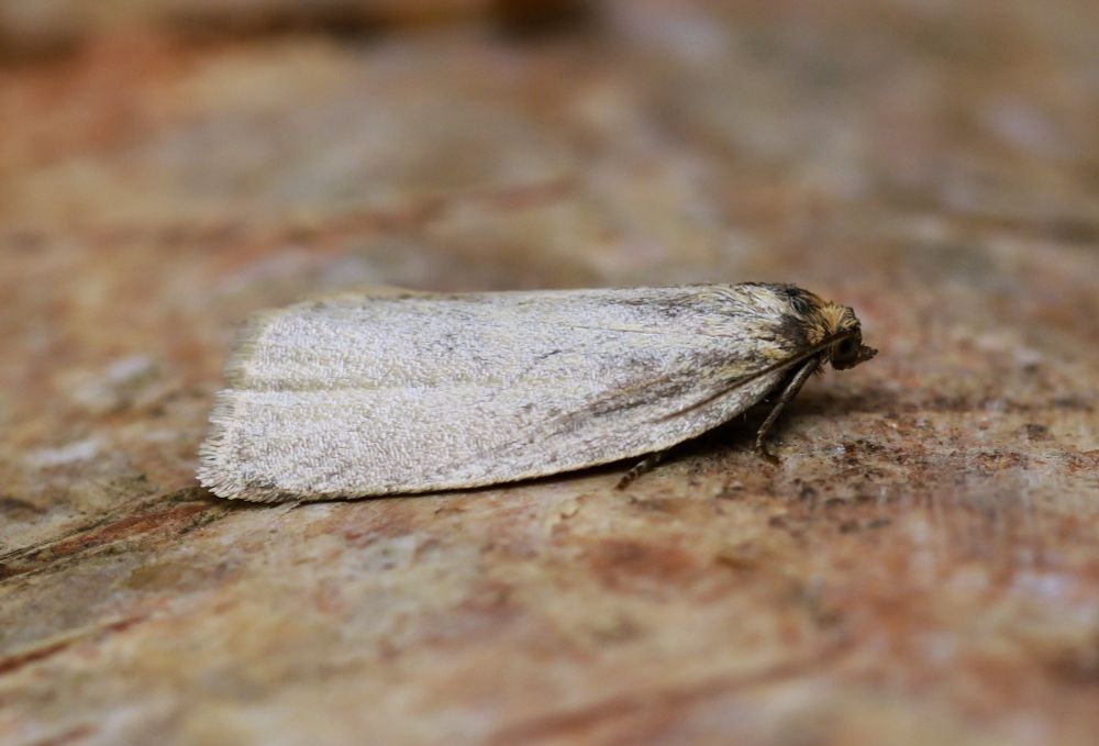 Zelotherses paleana (Timothy Tortrix).