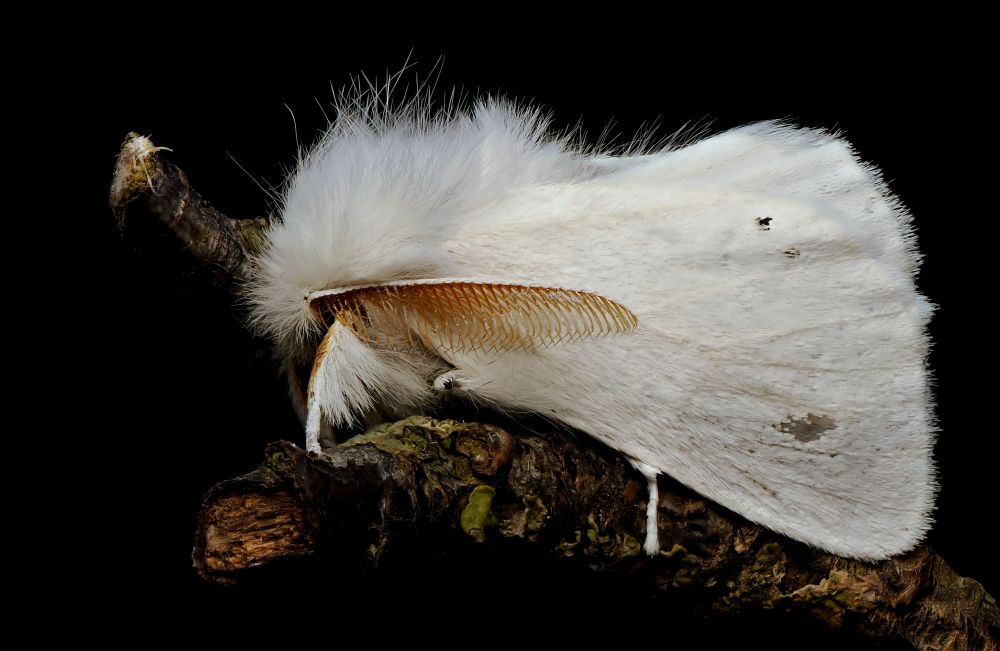 Brown-tail (Euproctis chrysorrhoea). NFY.