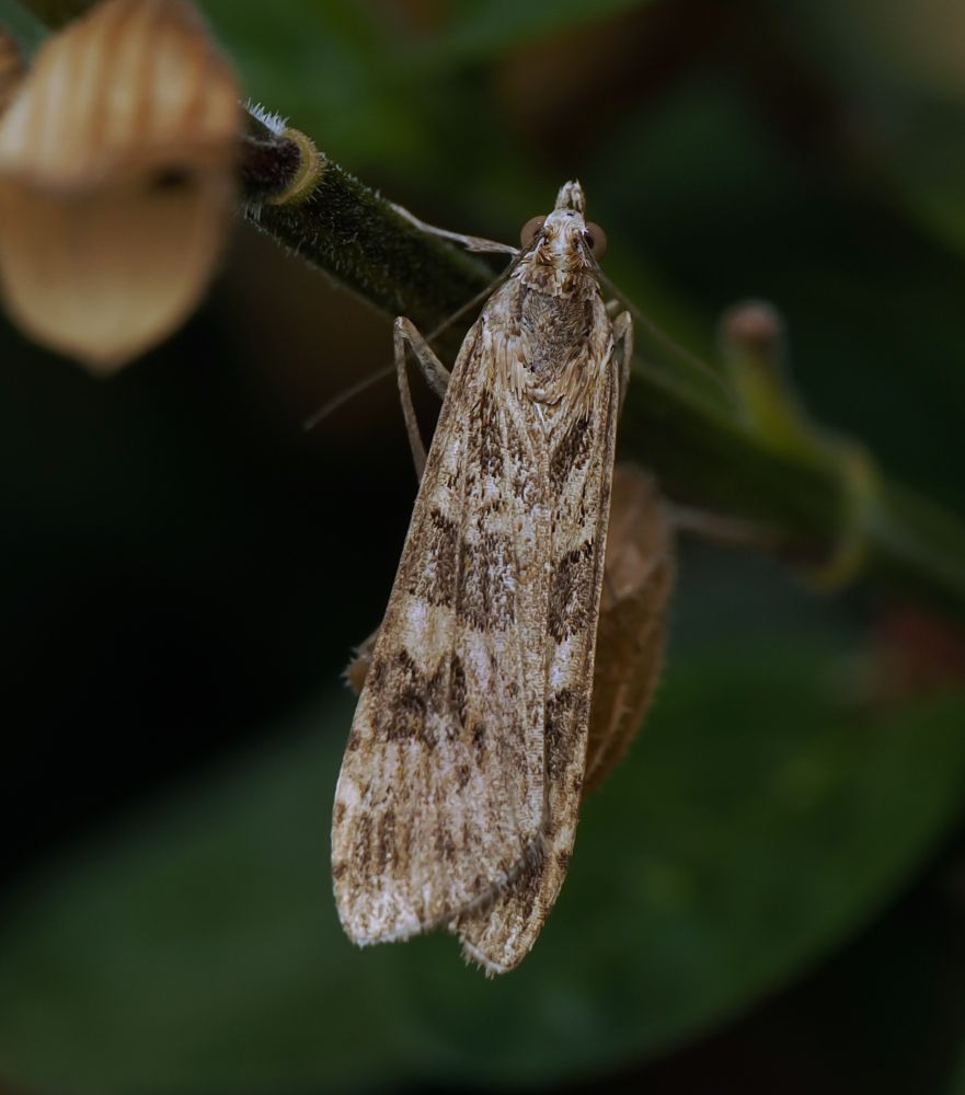 Nomophila noctuella (Rush Veneer). NFY.