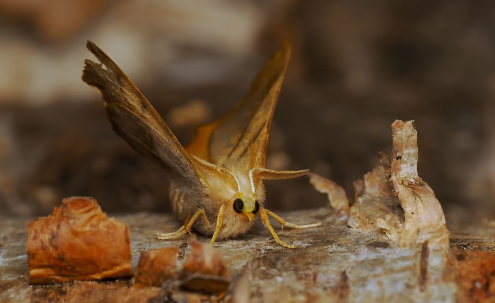 Dusky Thorn (Ennomos fuscantaria). 