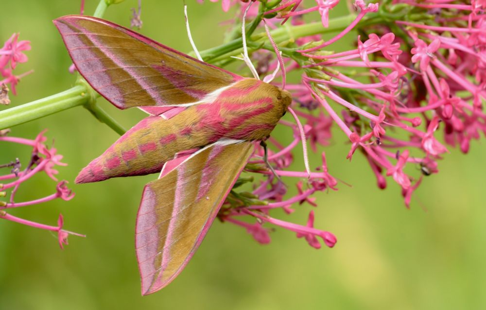 A pink Elephant Hawk-moth (Deilephila elpenor) on pink flowers. 