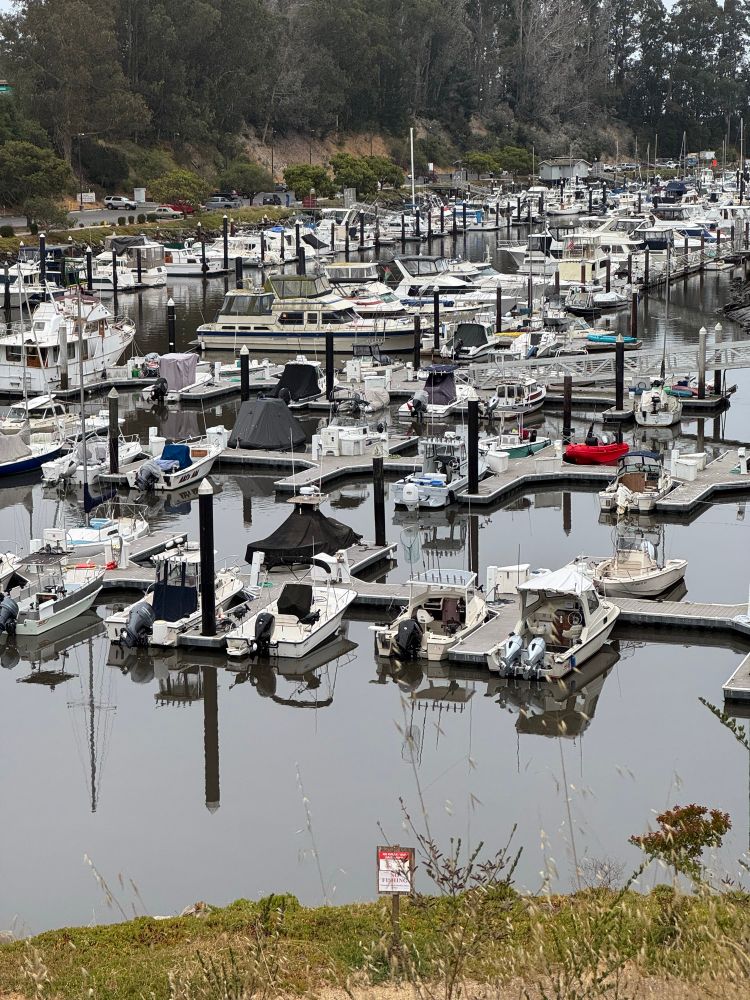 The back end of the harbor in Santa Cruz, California is placid, with no signs of tsunami damage.