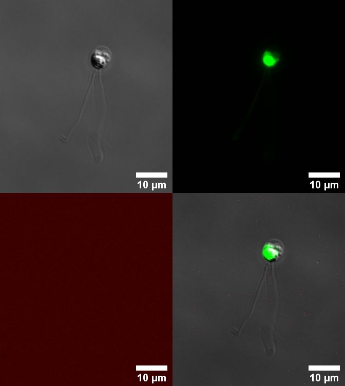 4 images of the marine cryptophyte protist palpitomonas. Showing the ce body and flagella and nuclear staining with the dye syto9 in green.