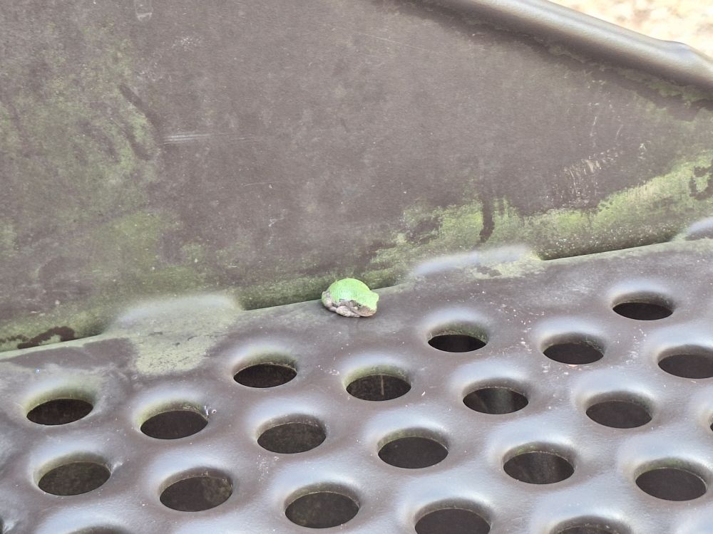Zoomed out pic of tiny leaf green frog curled up on the playground step, giving a little more sense of just how smol! Might be 2.5 cm or 3/4 of an inch at most? Squeeee!