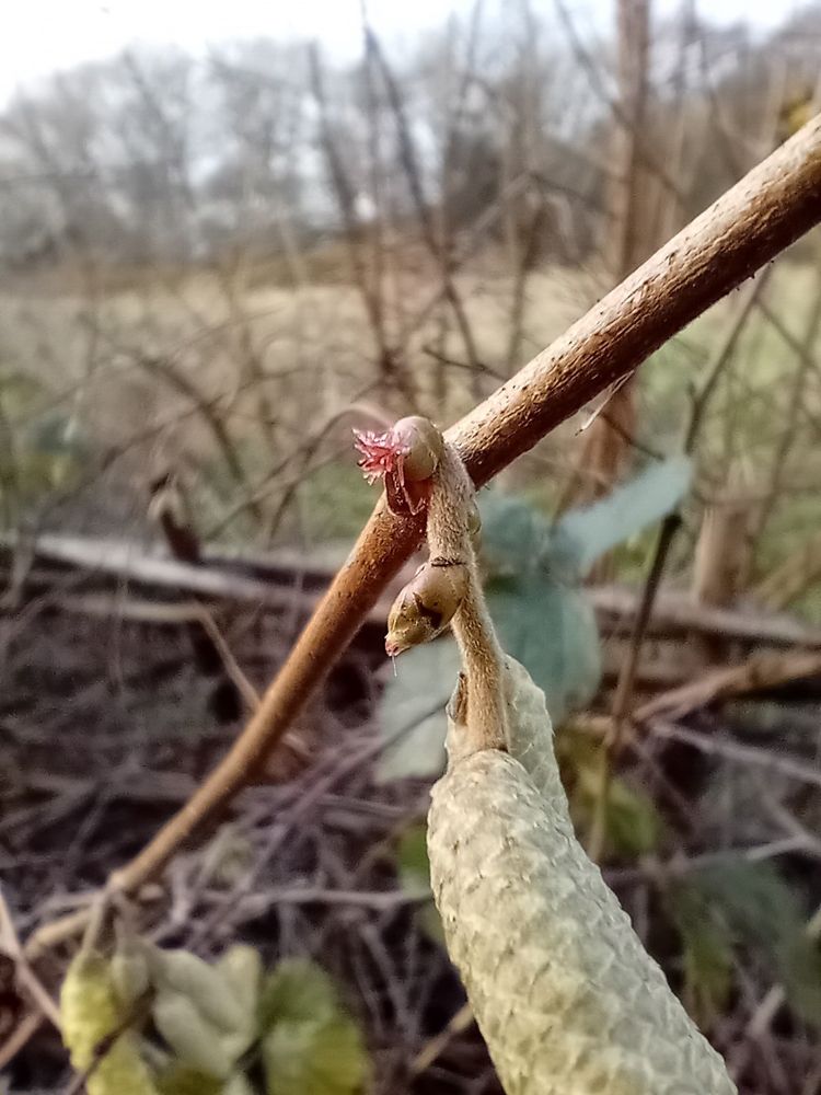 Hazel in flower(s) - tiny reddish female flower above a much larger male catkin.