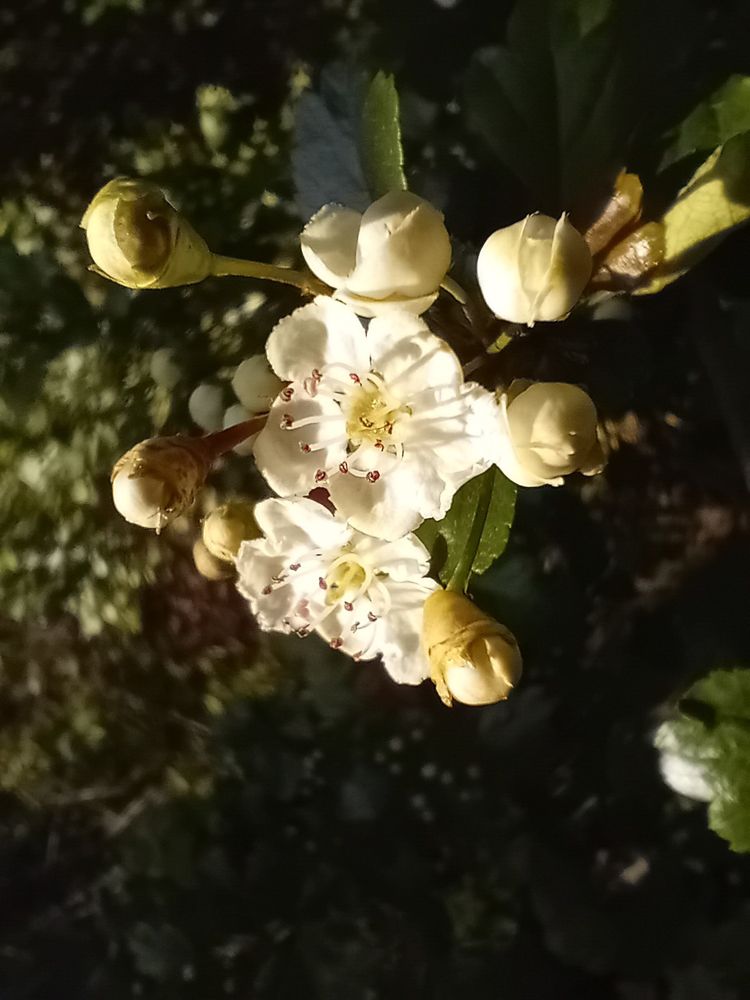 Hawthorn flowers and buds in a cluster.
5 White petals.