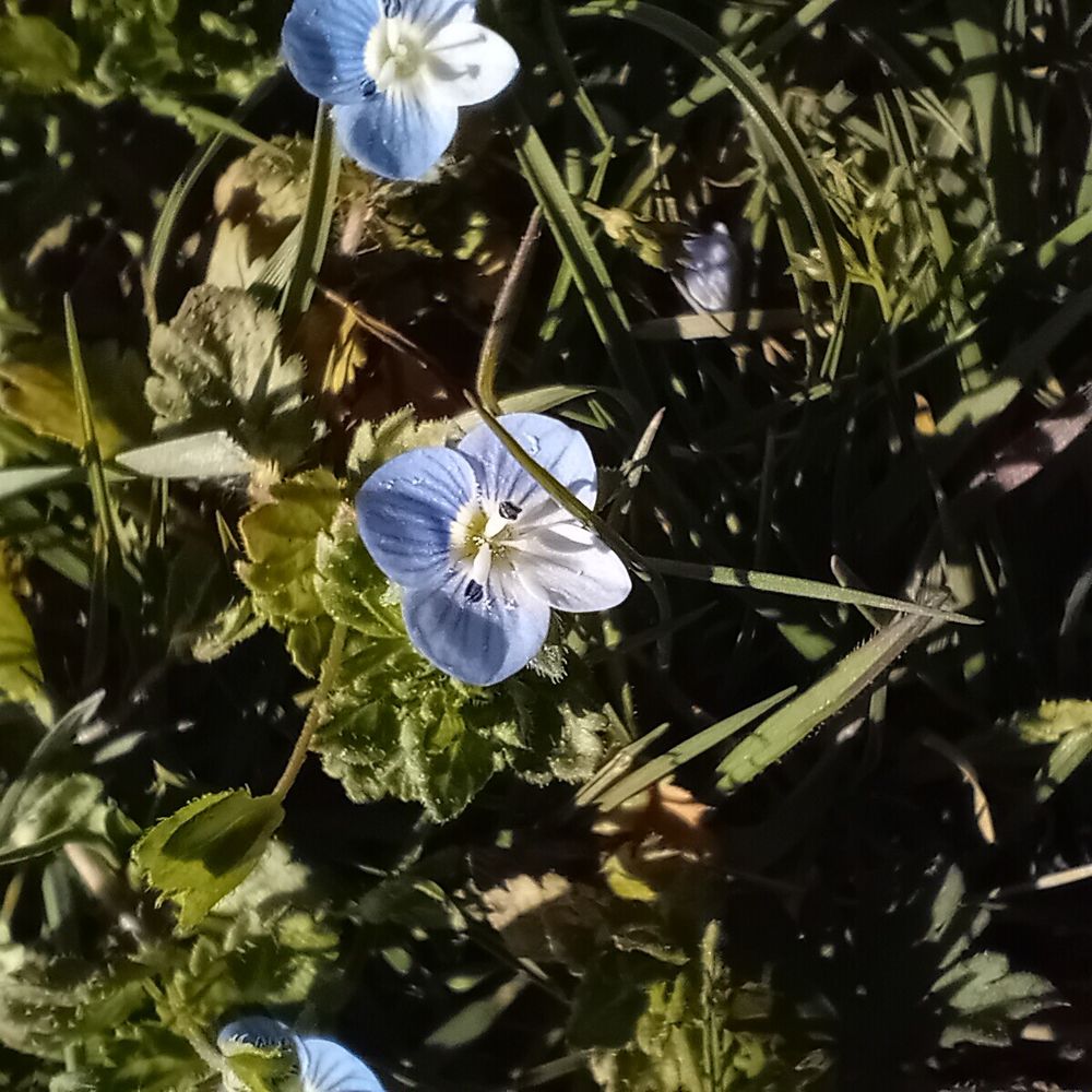 Tiny blue speedwell (?) flower - 4 petals, pale blue with darker veins, prominent stamen (pair) - set against a green leafy background.