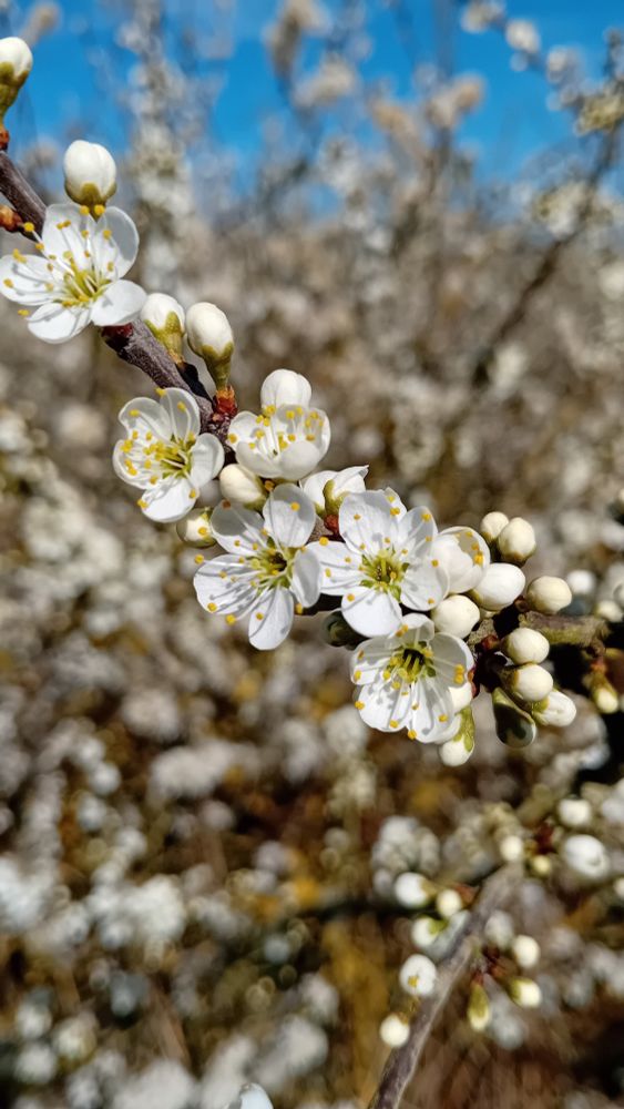 Brilliant white blackthorn flowers & buds, in front of a wall of white blooms.