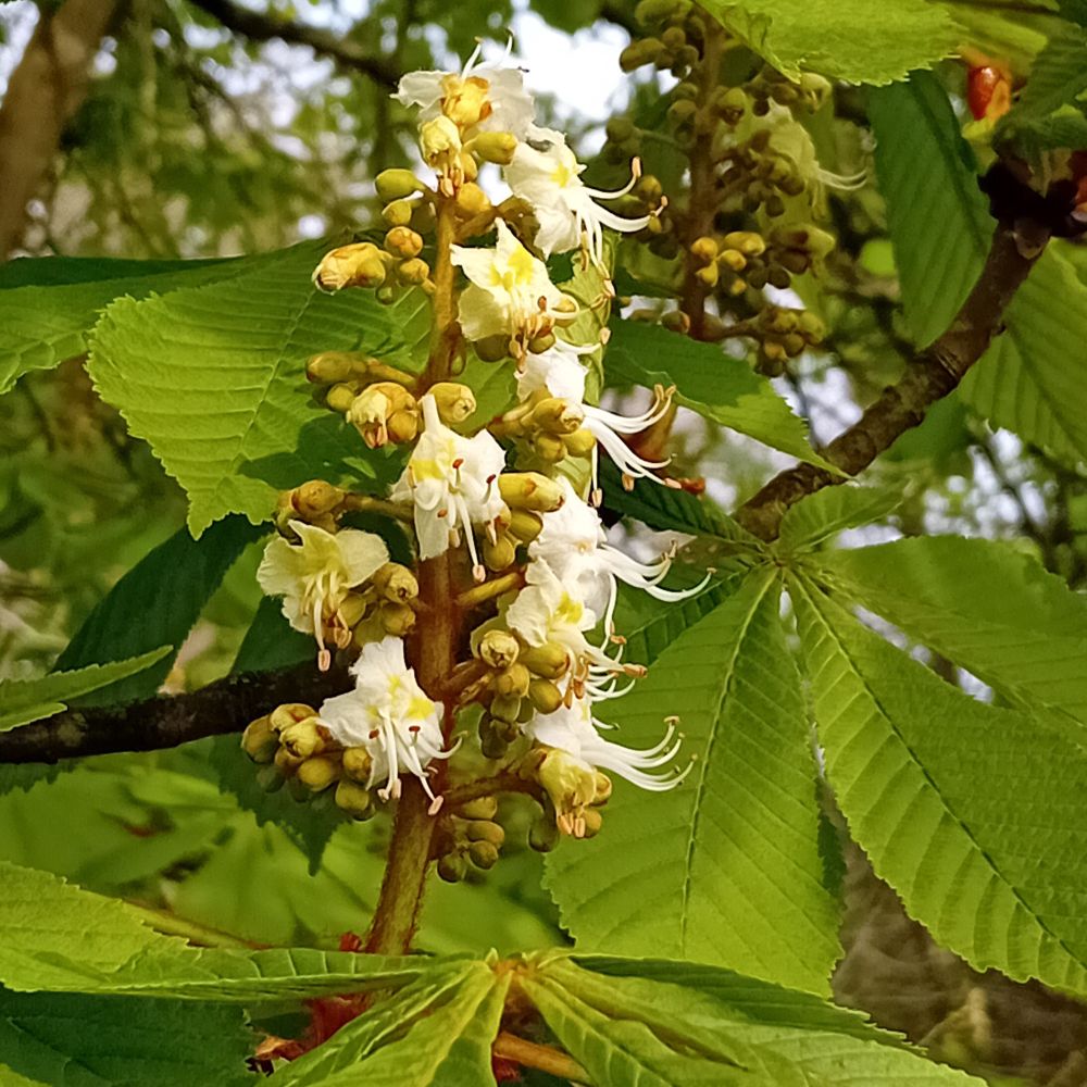 Horse chestnut flowers & buds in a vertical spike.