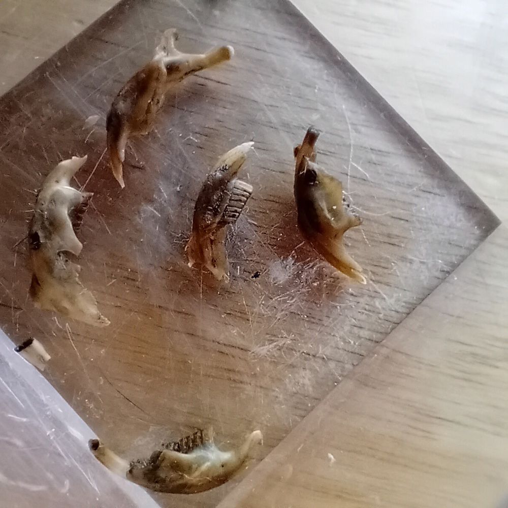 5 tiny lower jaw bones, each less than 1cm long, possibly bank vole (?), now in a sample box but recovered from owl pellets collected at Hainault Forest Country Park, spring 2025.