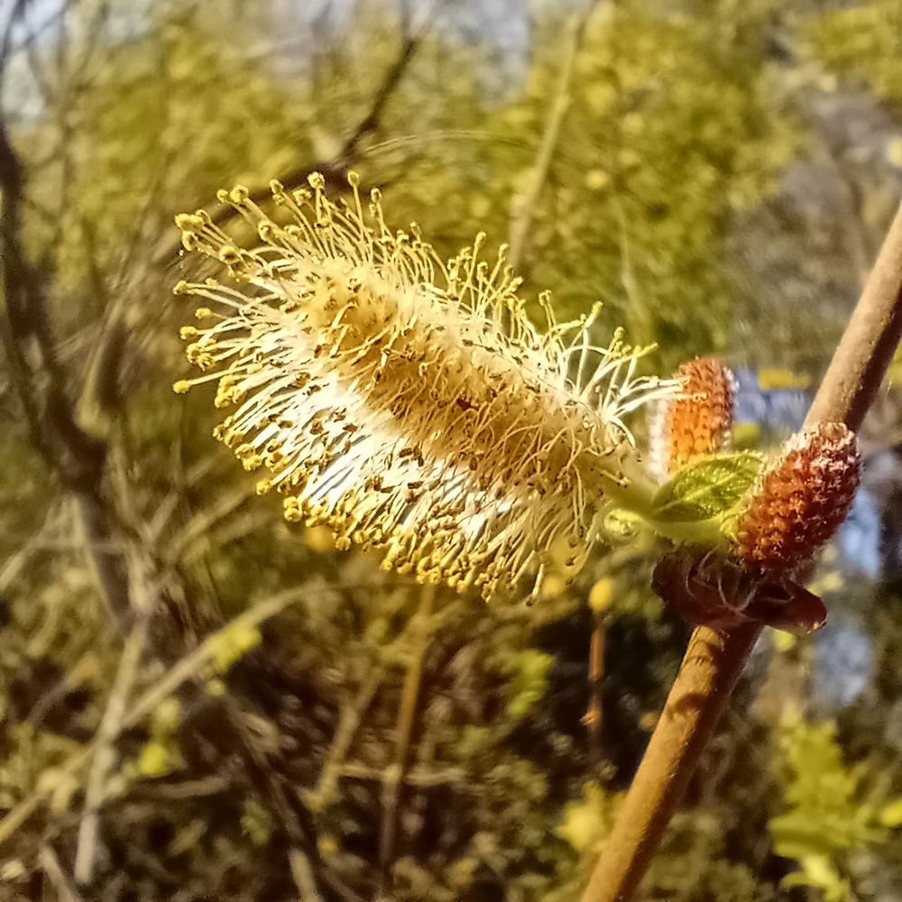 Willow flowers, or catkins.
Male (?); goat willow, Salix caprea(?)