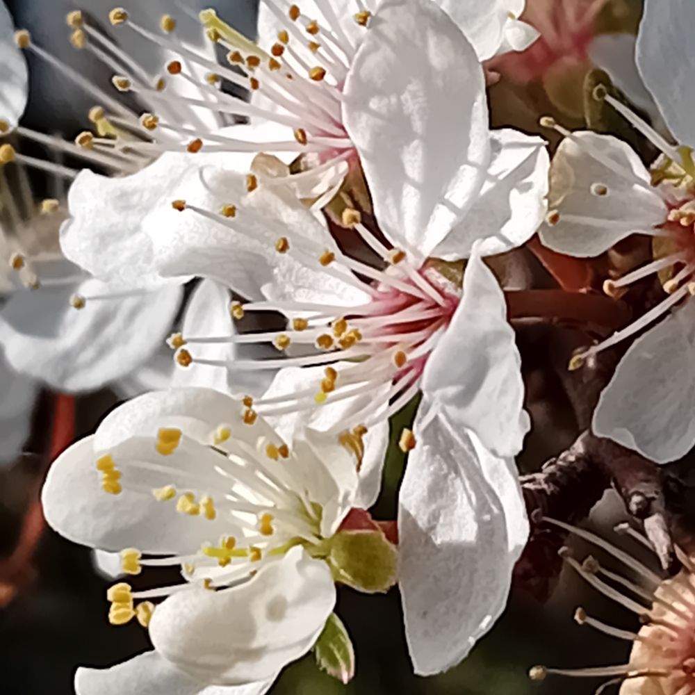 Blackthorn flowers in spring sunshine.
5 White petals, with long stamen, tipped with yellow.