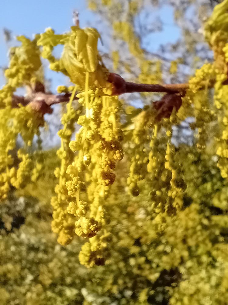 Flowers on oak tree - male catkins, bright yellow.