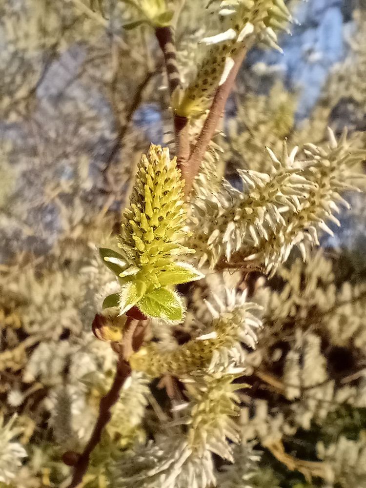 Willow catkin. Spiky pale green cone.